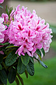 Rhododendron hybrid (large-flowered)