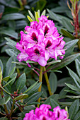 Rhododendron hybride (großblumig)