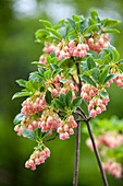 Enkianthus campanulatus