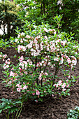 Rhododendron luteum 'Corneille'