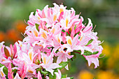 Rhododendron luteum 'Pucella'