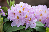 Rhododendron 'Genoveva