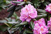 Rhododendron 'Scintillation