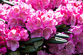 Rhododendron yakushimanum 'Polaris'
