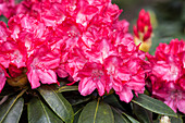 Rhododendron yakushimanum 'Astrid'®