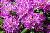 Rhododendron yakushimanum 'Bohlken's Lupinenberg'®