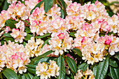 Rhododendron yakushimanum 'Percy Wiseman'.