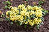 Rhododendron yakushimanum 'Goldprinz'®