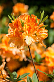 Rhododendron molle 'Doctor Reichenbach