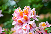 Rhododendron rustica 'Charles Rogier'