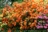 Rhododendron molle 'Samuel Taylor Coleridg'