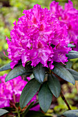 Rhododendron 'Grandios'