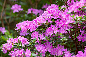 Rhododendron