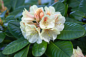 Rhododendron 'Goldbukett