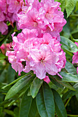 Rhododendron 'Saba