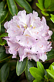 Rhododendron 'Gloriosum'