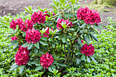 Rhododendron 'Aeschbacher's Ruby' (German)
