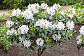 Rhododendron 'Gudrun