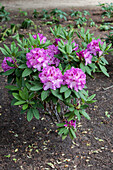 Rhododendron 'Top Gardener Karl Baumann