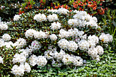 Rhododendron decorum