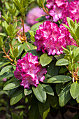 Rhododendron Passion