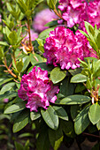 Rhododendron 'Passion'