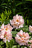 Rhododendron 'Caramelcocktail