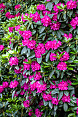 Rhododendron 'Mrs. Milner