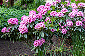 Rhododendron 'Wartburg'