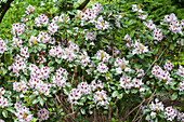 Rhododendron Maroon Sappho