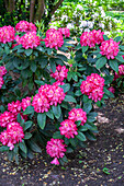 Rhododendron 'Souvenir of Anthony Waterer'