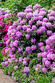 Rhododendron Roslyn