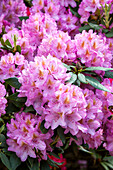 Rhododendron 'Christian Schröder'