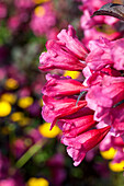 Weigela florida 'Victoria'