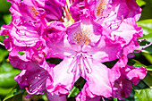 Rhododendron 'Alfred'