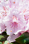 Rhododendron yakushimanum 'Snowcrown'