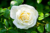 Rosa 'Alabaster'®