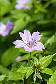 Geranium