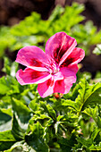 Pelargonium 