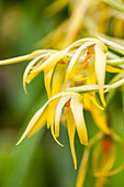 Maxillaria rodrigueziana