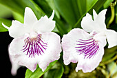 Cochleanthes amazonica