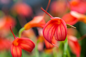 Masdevallia ignea 