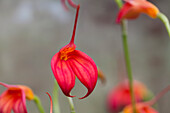 Masdevallia BellaVallia® 'Red'