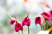 Masdevallia 'BellaVallia'®