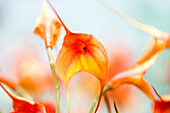 Masdevallia BellaVallia® 'Yellow'