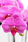 Phalaenopsis 'Blossom 5'