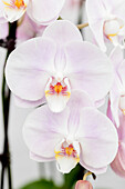 Phalaenopsis 'Orelie 5'