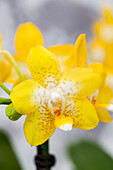 Phalaenopsis Goldie 6