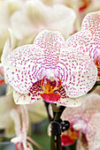 Phalaenopsis 'Cameron 2'