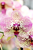 Phalaenopsis 'Cleopatra 4'